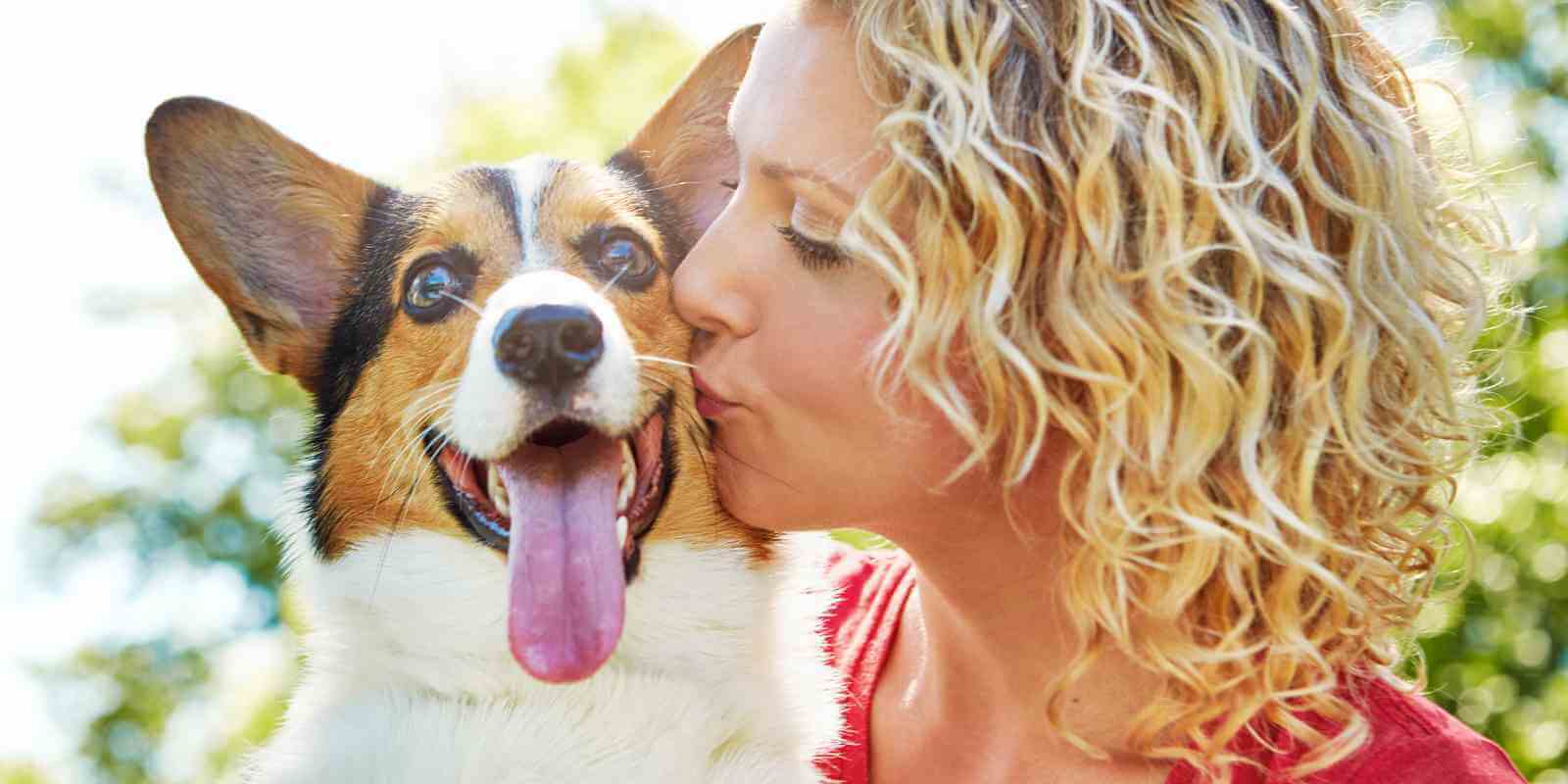 dog posing for a pet photo